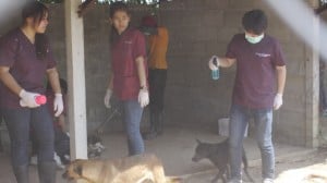 Pattaya Dog Shelter173 3