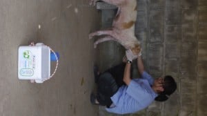 Pattaya Dog Shelter175 3