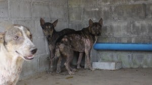 Pattaya Dog Shelter178 3