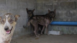 Pattaya Dog Shelter179 3