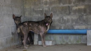 Pattaya Dog Shelter180 3