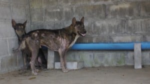 Pattaya Dog Shelter181 3