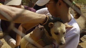 Pattaya Dog Shelter182 3