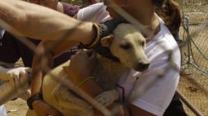 Pattaya Dog Shelter183 3