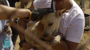 Pattaya Dog Shelter184 3