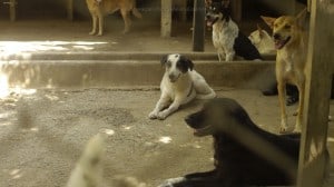 Pattaya Dog Shelter206 3