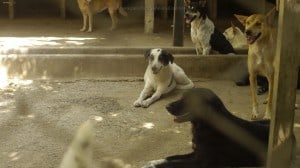 Pattaya Dog Shelter206 3