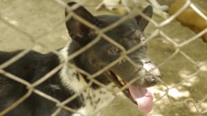 Pattaya Dog Shelter207 3