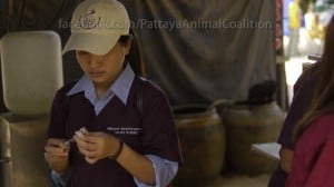 Pattaya Dog Shelter21 3