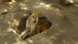 Pattaya Dog Shelter214 3