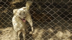 Pattaya Dog Shelter217 3