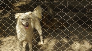 Pattaya Dog Shelter218 3