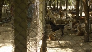 Pattaya Dog Shelter224 3