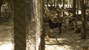 Pattaya Dog Shelter225 3