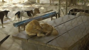 Pattaya Dog Shelter32 3