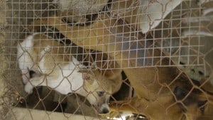 Pattaya Dog Shelter35 3