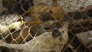 Pattaya Dog Shelter36 3