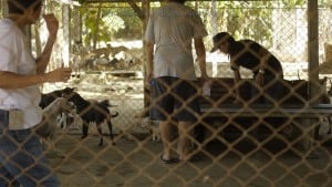 Pattaya Dog Shelter42 3