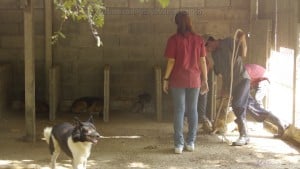 Pattaya Dog Shelter48 3