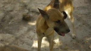 Pattaya Dog Shelter52 3