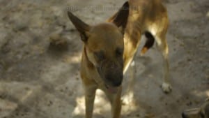 Pattaya Dog Shelter53 3