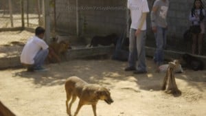 Pattaya Dog Shelter79 3