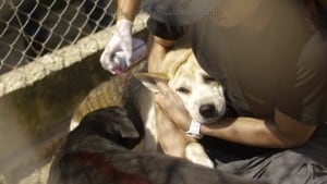 Pattaya Dog Shelter80 3