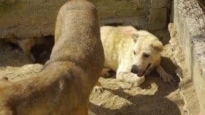 Pattaya Dog Shelter81 3