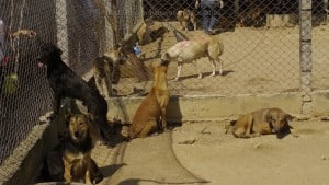 Pattaya Dog Shelter85 3