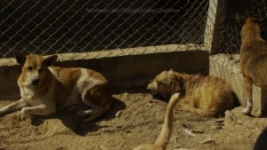 Pattaya Dog Shelter86 3