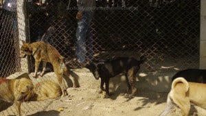 Pattaya Dog Shelter88 3