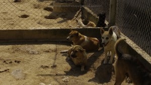 Pattaya Dog Shelter89 3