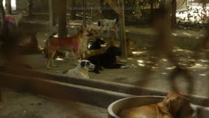 Pattaya Dog Shelter90 3