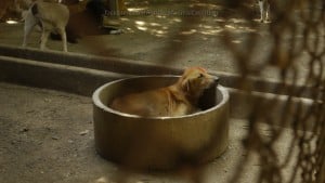 Pattaya Dog Shelter91 3