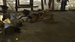 Pattaya Dog Shelter93 3