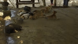 Pattaya Dog Shelter94 3