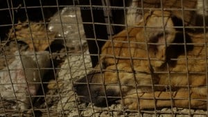 Pattaya Dog Shelter96 3