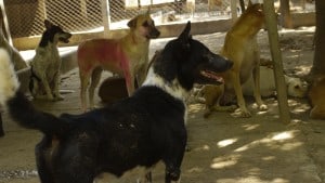 Pattaya Dog Shelter98 3