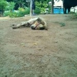 Dog was abused by 30 Cambodian Worker Pattaya Thailand 6