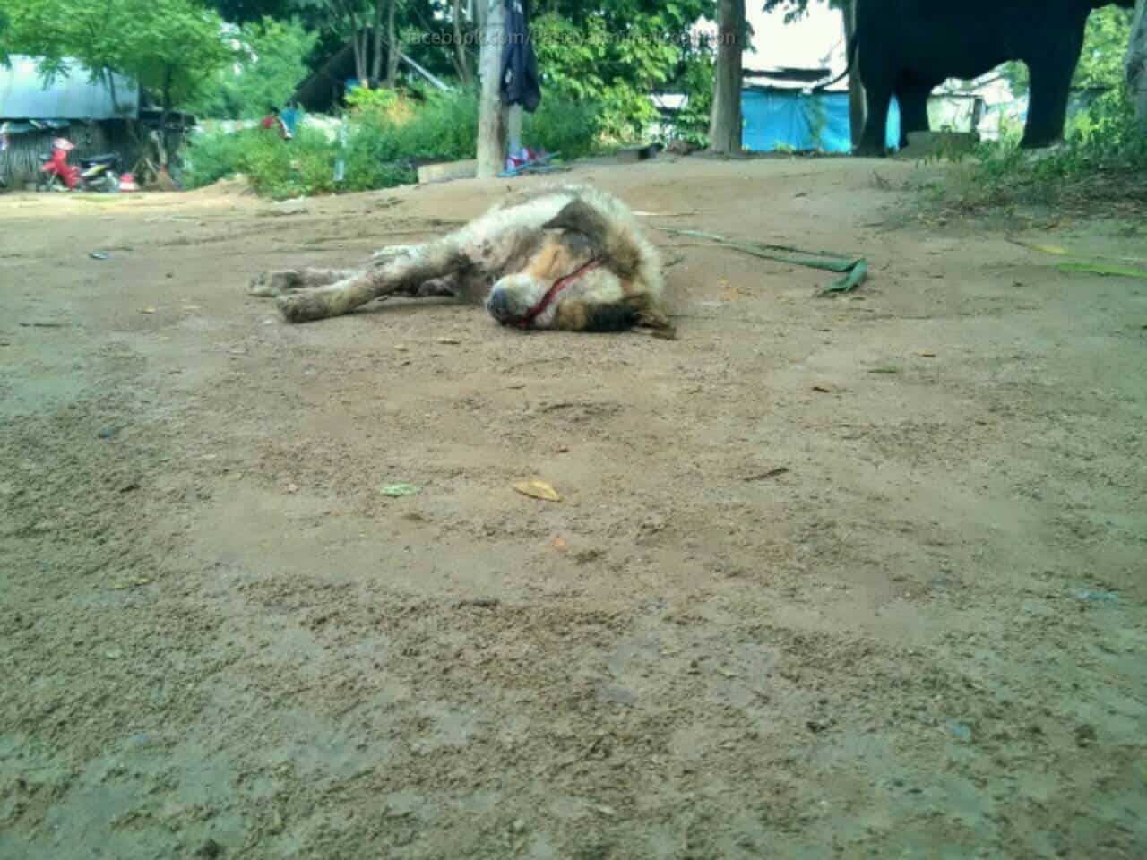 Dog was abused by 30 Cambodian Worker Pattaya Thailand