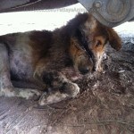 Dog was abused by 30 Cambodian Worker Pattaya Thailand 7