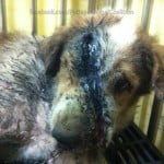 Dog was abused by 30 Cambodian Worker Pattaya Thailand 3