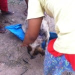 Dog was abused by 30 Cambodian Worker Pattaya Thailand 8
