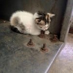 Sick Cat in Ban Beung Chonburi 2
