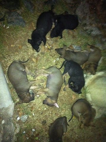 8 Puppies dumped in the Jungle in Pattaya