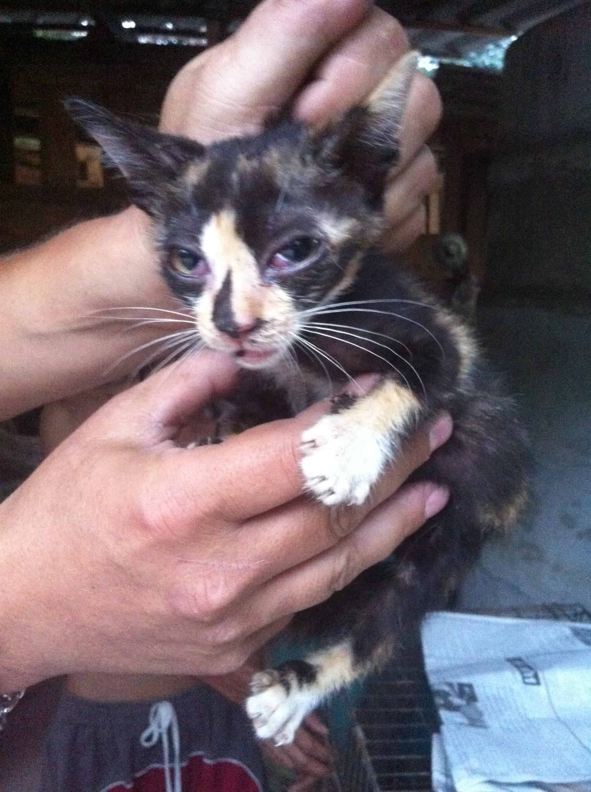 Sick Cat in Ban Beung Chonburi